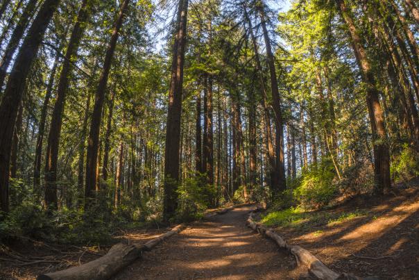 A path between the trees of Joaquin Miller Park in Oakland, CA