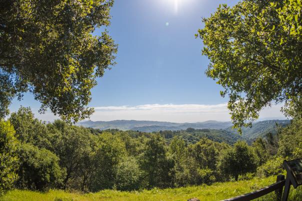 View of green trees and rolling hills at Roberts Regional Park