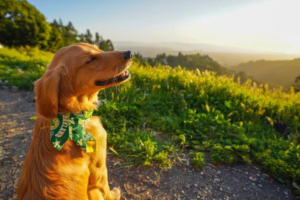 A Golden Retriever sitting in the Hills during a hike