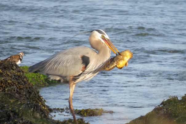 Blue Herron at Sunset Park catching a fish