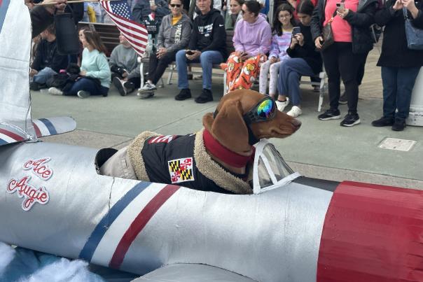 Dog Costume