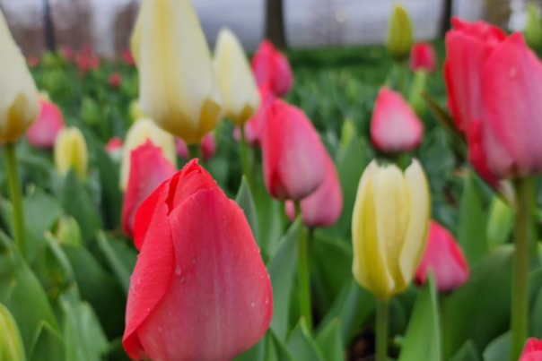 Myriad Gardens Tulips