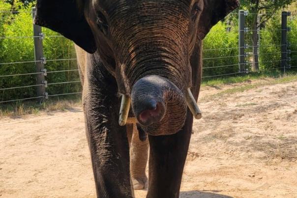 Male Asian Elephant