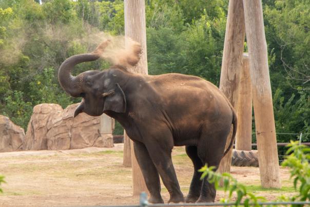 Elephant care