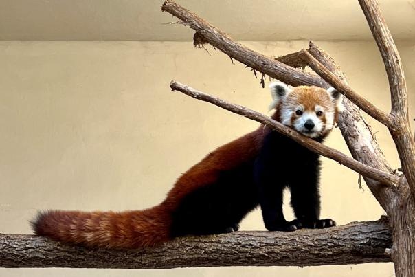 OKC Zoo: Benjamin the red panda