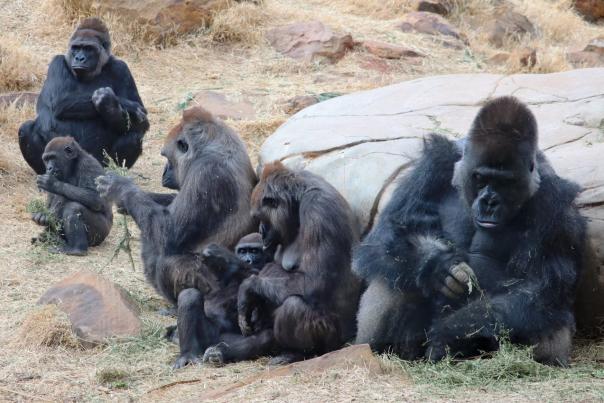 Gorilla troop hanging out inside the Oklahoma City Zoo