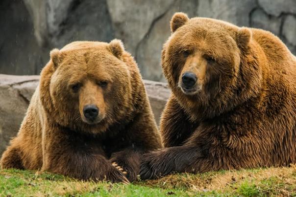 Oklahoma City Zoo Bears Will & Wiley