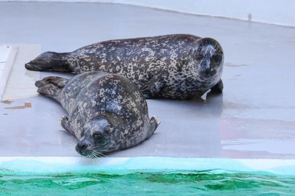 harbour seals