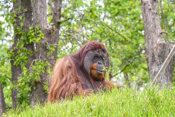 OKC Zoo Orangutan Elok