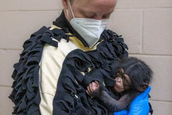 baby chimp