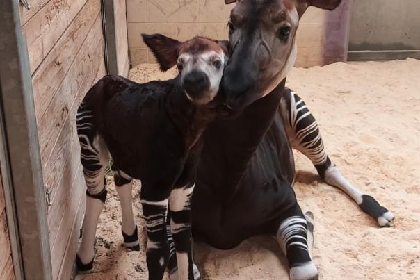 okapi mom and calf