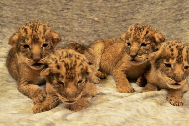 african lion cubs