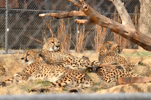 New OKC Zoo Cheetahs