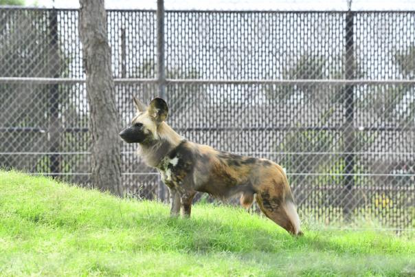 New African Painted Dog in side the Oklahoma City Zoo & Botanical Gardens
