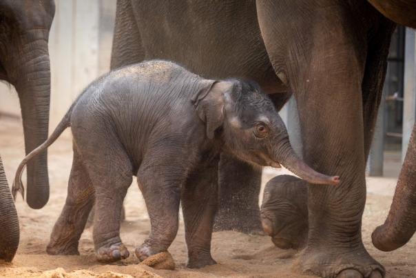 Image of the new baby elephant calf Rama at the OKC Zoo