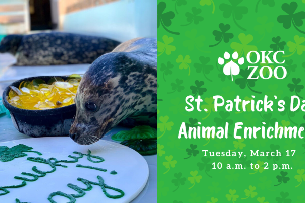 St. Patrick's Day Animal Enrichment at the OKC Zoo