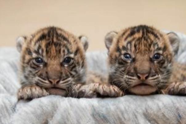 Tigers at Zoo