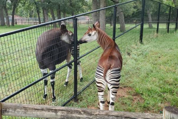 OKC Zoo - Okapi