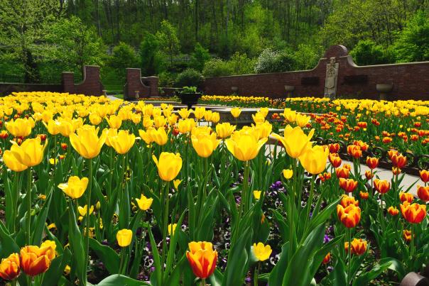 Tulips at Lauritzen