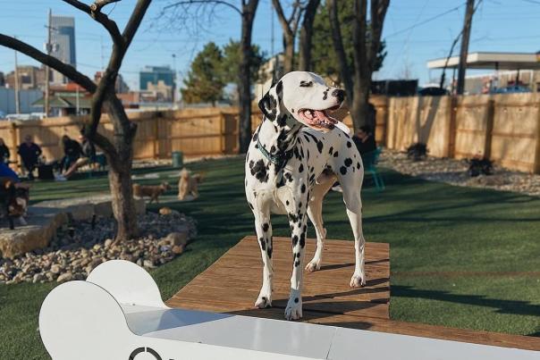 Louie at Omaha Dog Park