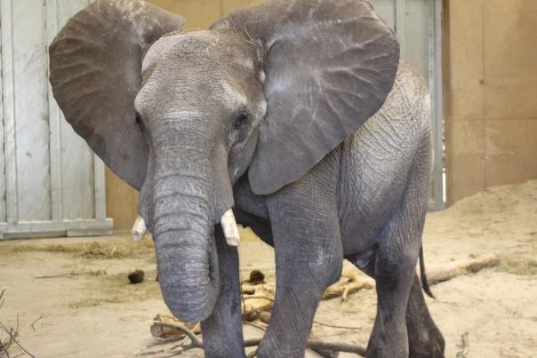 Elephant at Omaha Zoo
