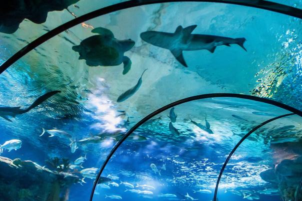 Omaha's Henry Doorly Zoo and Aquarium, Shark Tunnel