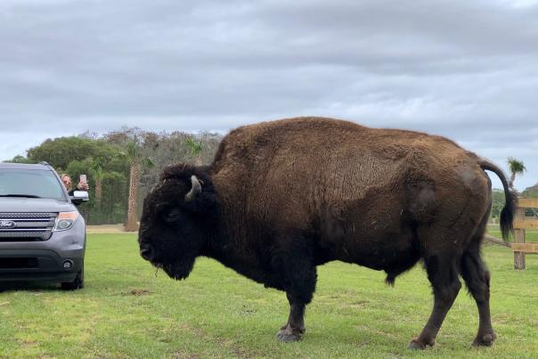 A bison at Wild Florida