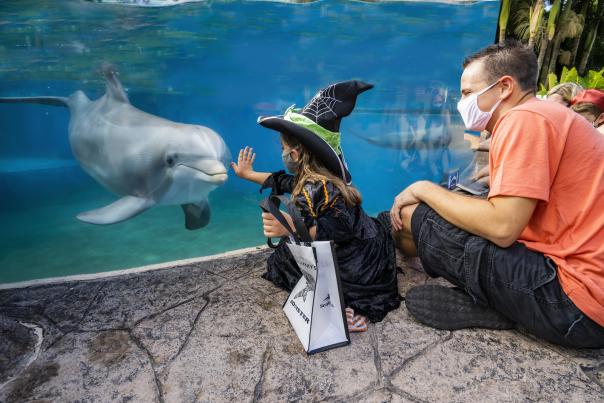 2020 SeaWorld Halloween Spooktacular