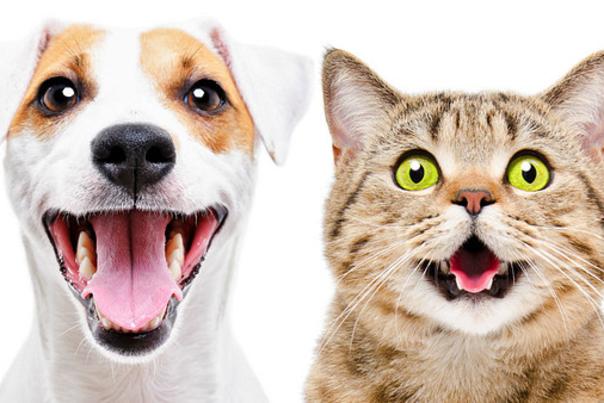 Going To The Dogs And Cats Pet Events In Orlando
