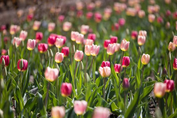 Paine Art Center Tulips