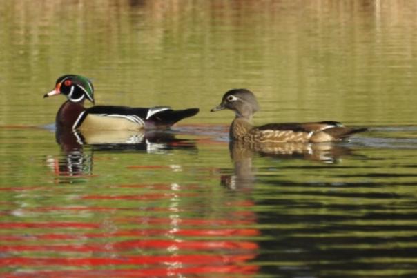 Wood Ducks - Teri Shors