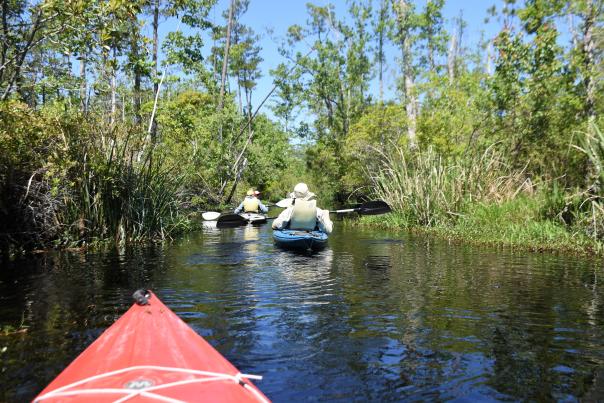 kayaking alligator river- credit nancy hann