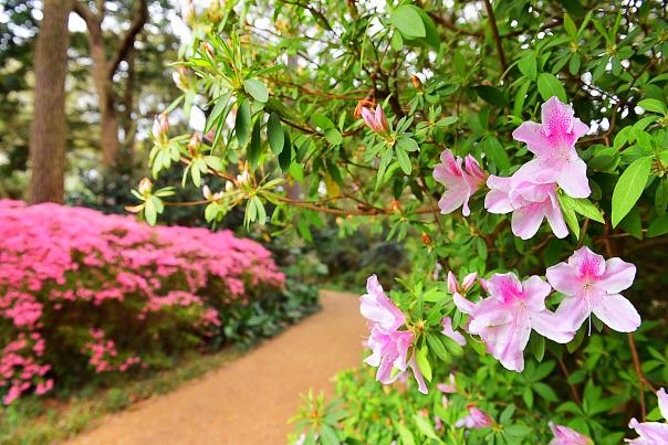 a trail runs through a garden