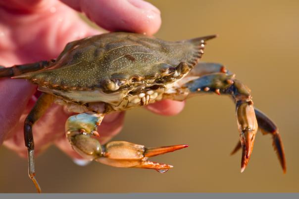 soft shell crab food wanchese
