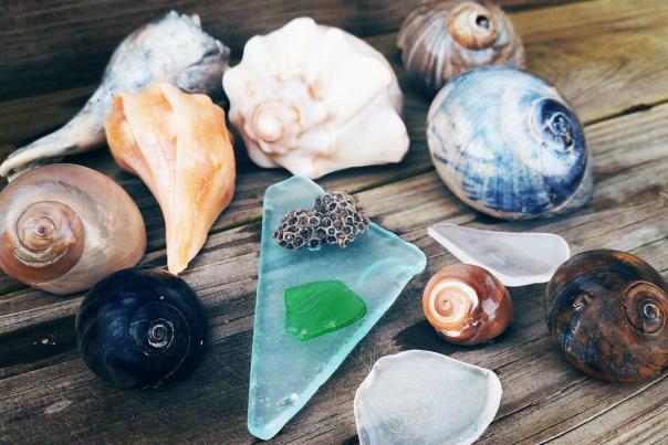 shells