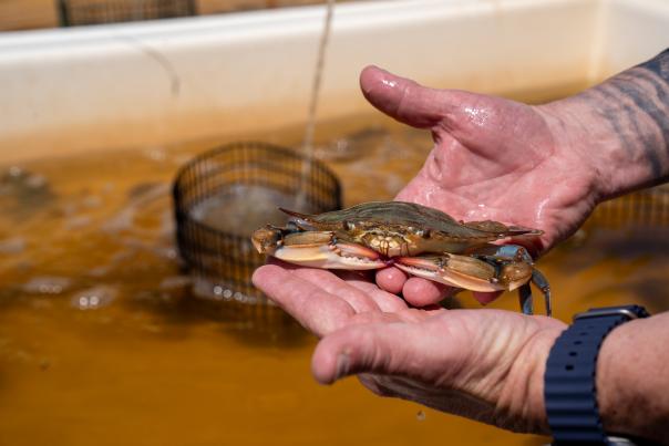 softshell week