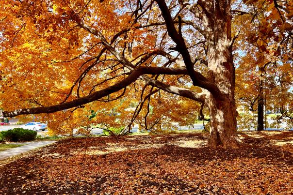 Thompson Park Fall Shoot