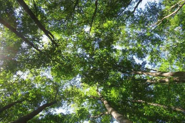 East Zorra Tavistock