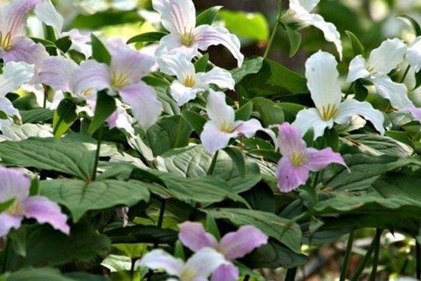 Trillium Walks