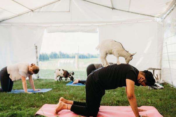 Udderly Ridiculous Farm Yoga Goat