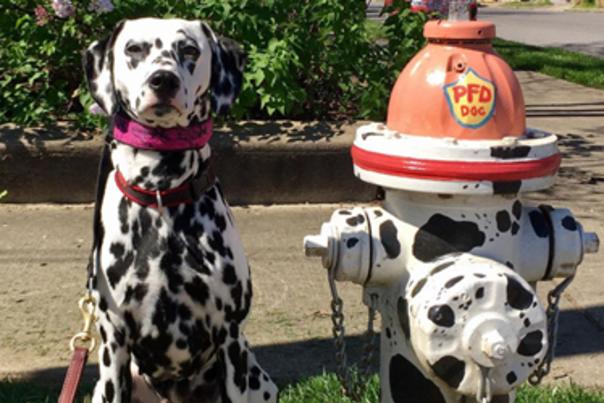 Pet-Friendly Paducah