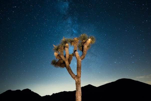 Starry night sky in Joshua Tree