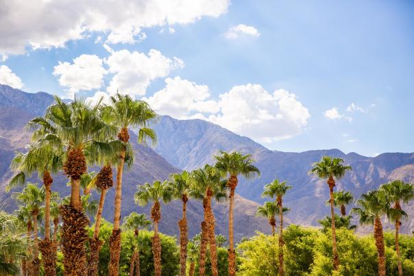green palm trees, purple mountains and blue skies.