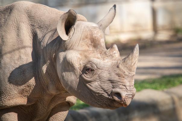 A closeup of Nia, a female black rhino.