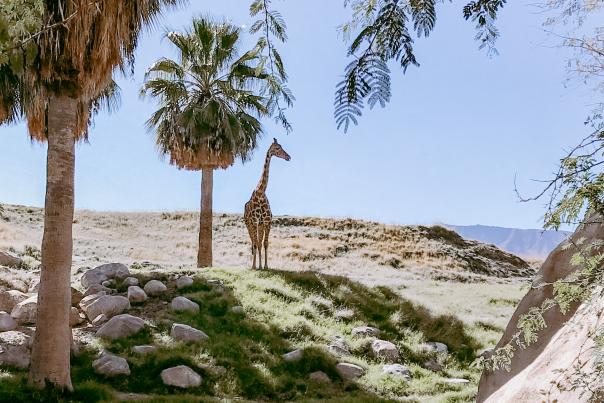 Giraffe and Palm Trees at the Living Desert Zoo