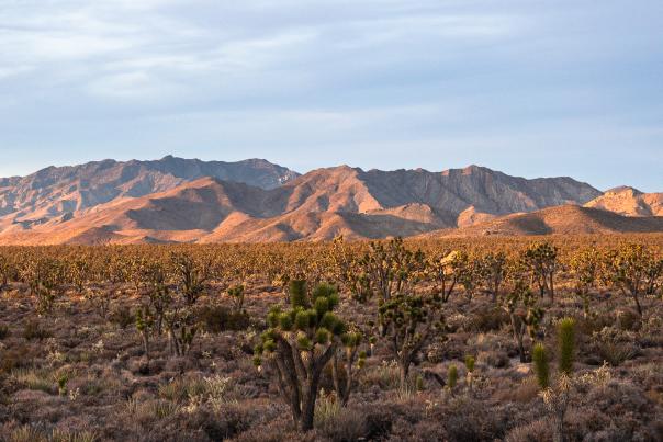 A view of Joshua Trees and Mountains in the Mojave National Preserve