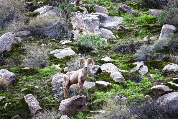 Big Horn Oswit-Canyon