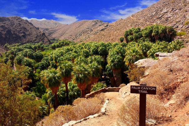 palm canyon trail