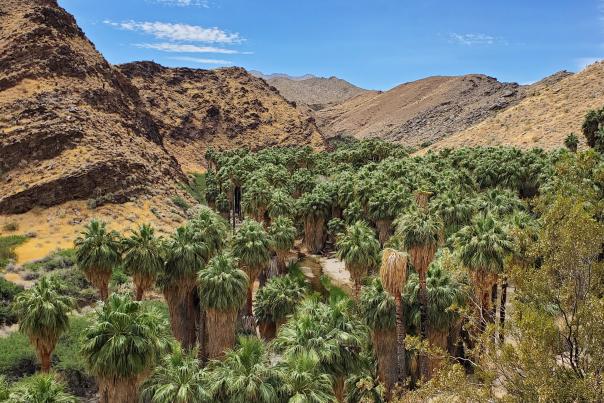 Hike in Palm Canyon with tree grove.