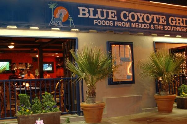 blue coyote